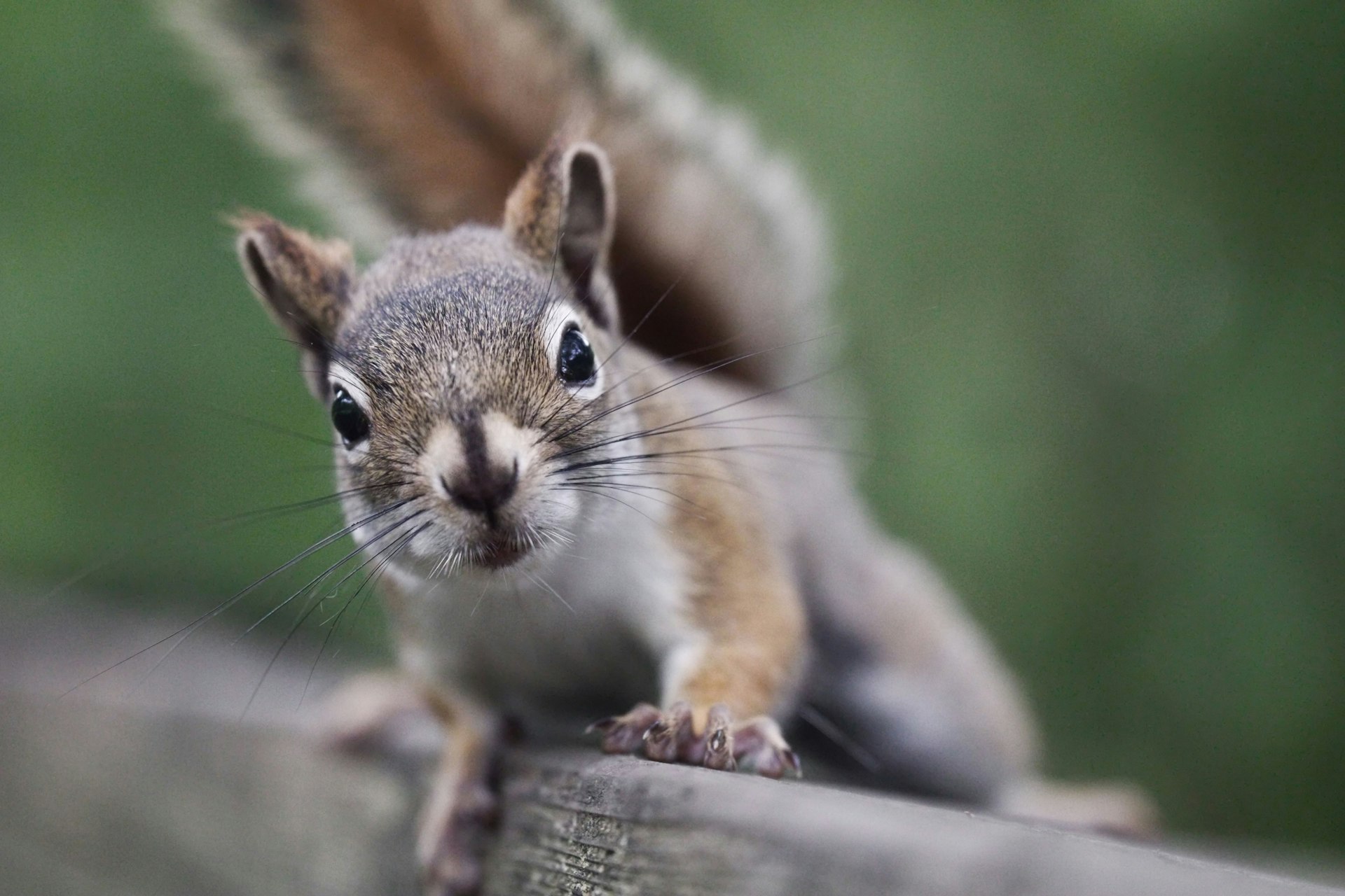 A close up of a squirrel on a fence